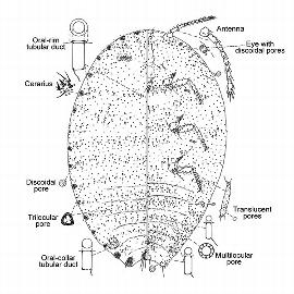   Pseudococcus microcirculus  
 Illustration by Gimpel amp; Miller 